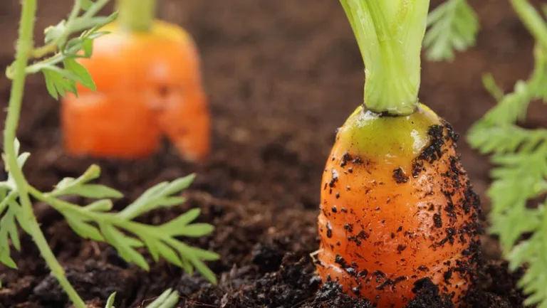Agricultura orgânica vai ajudar o Brasil a alcançar desenvolvimento sustentável exigido pela ONU